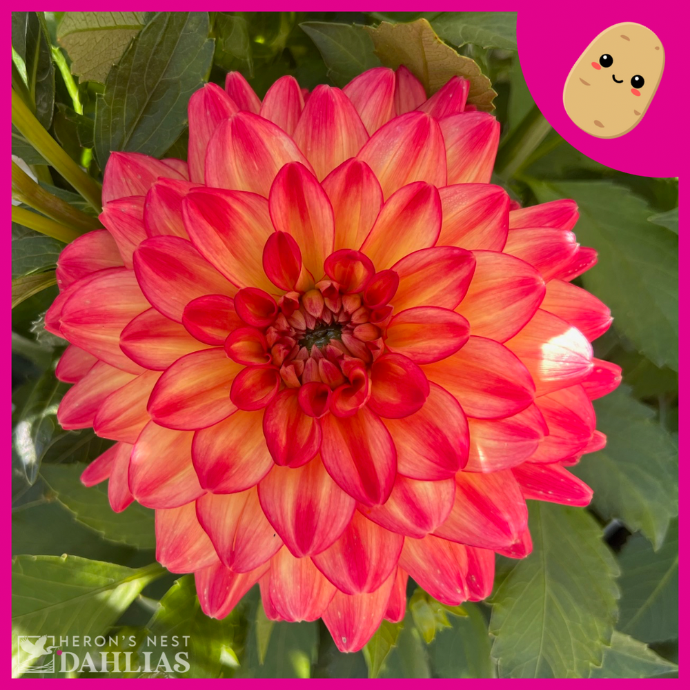 Half Pint - POT TUBER