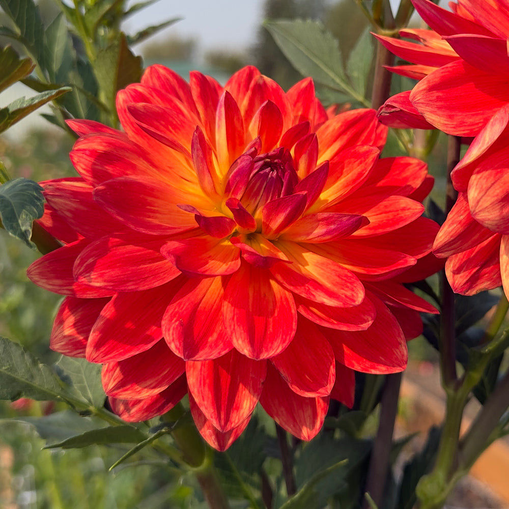 Ken’s Flame - Mini Clump