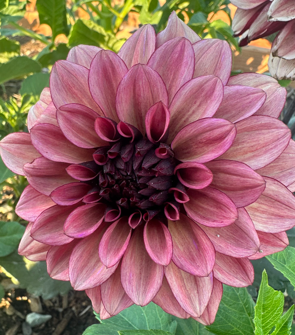 Night Silence Dahlia - Rooted Cutting