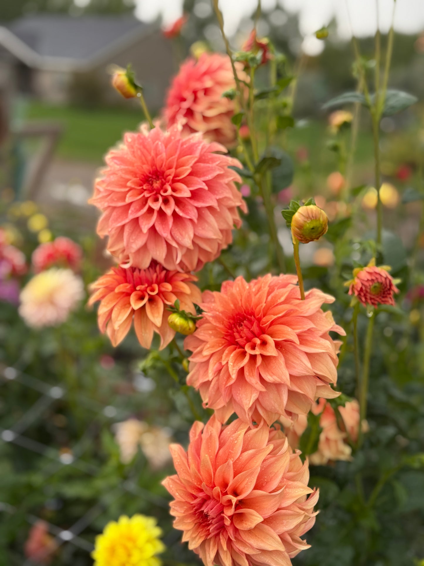 
                  
                    Bloomquist Pleasing - Tuber
                  
                