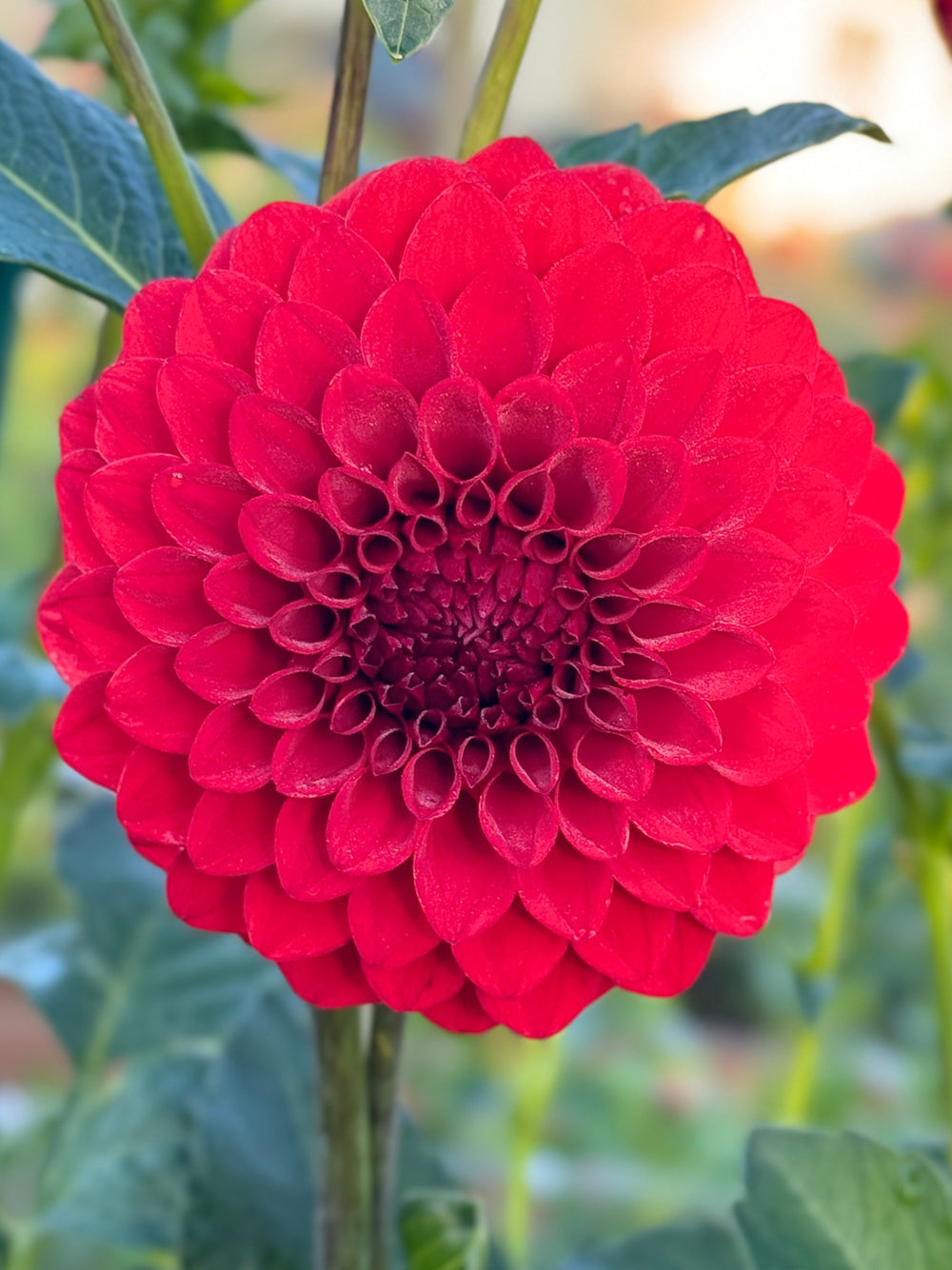 Bloomquist Anew Dahlia - Rooted Cutting