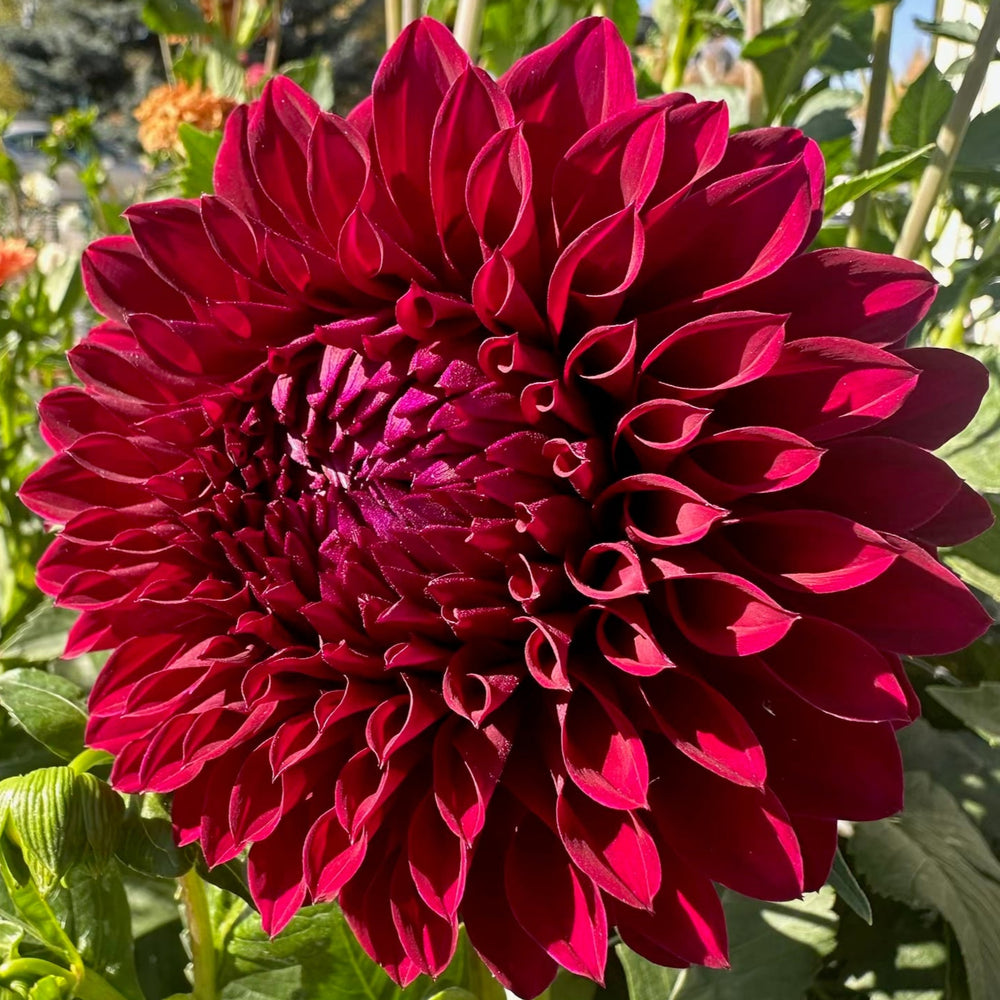 Colleen Mooney Dahlia - Rooted Cutting