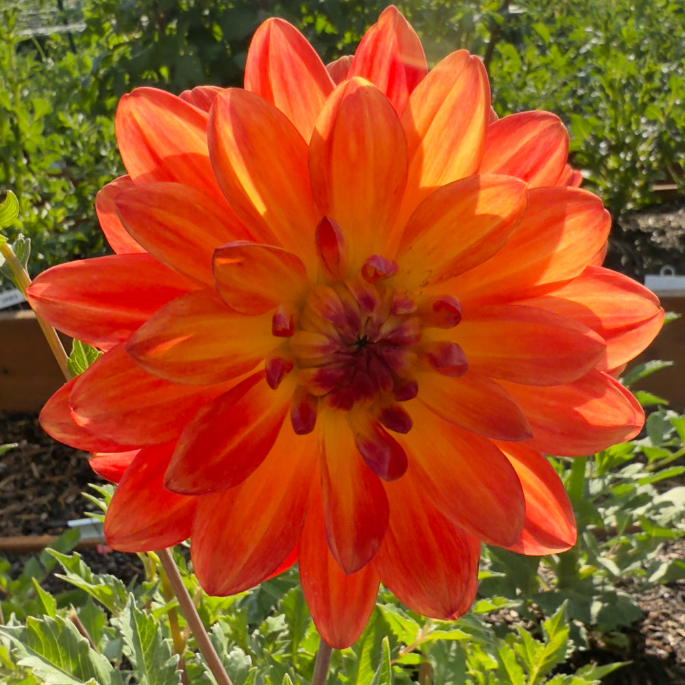 
                  
                    Ken’s Flame - Mini Clump
                  
                