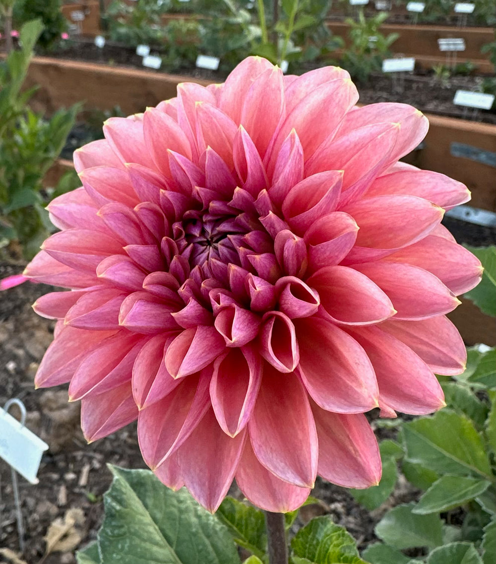 Roza Pantera Dahlia - Rooted Cutting