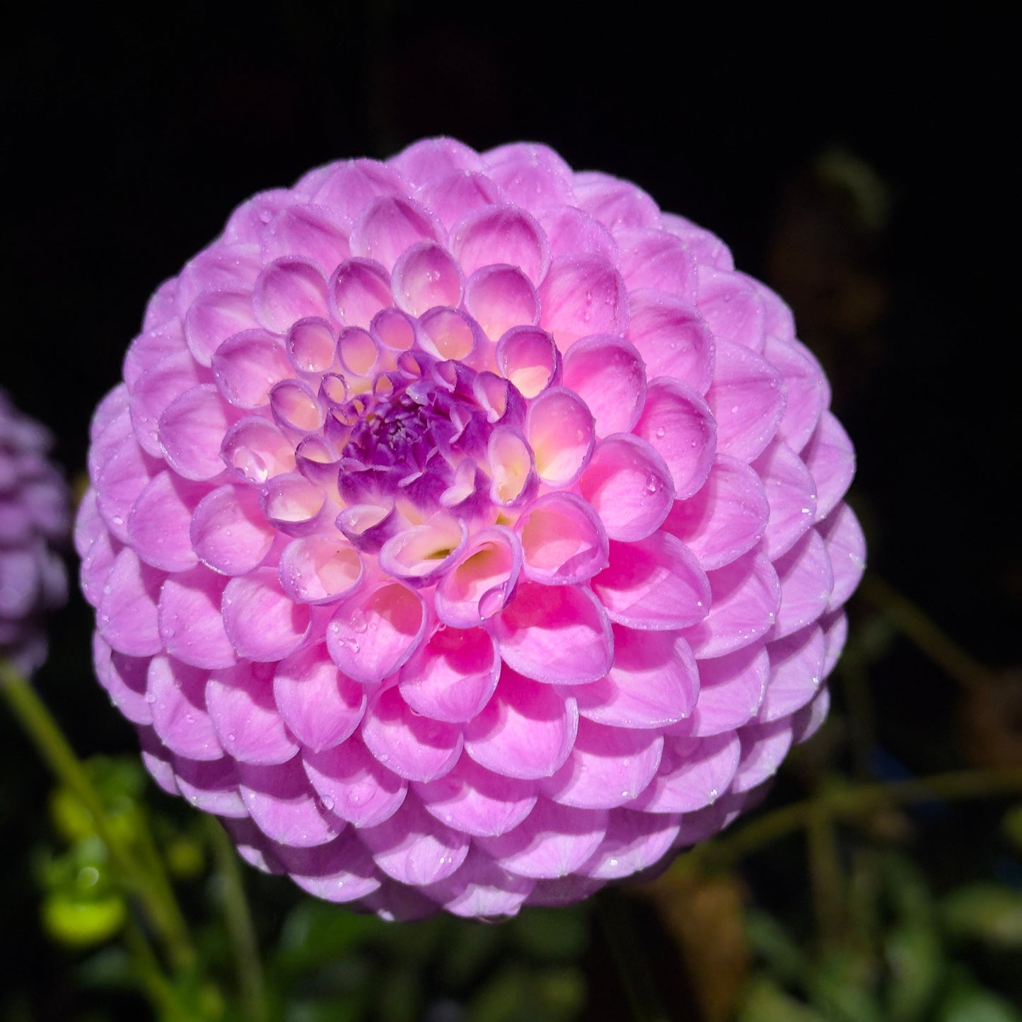 
                  
                    Hapet Rosaly - Rooted Cutting
                  
                