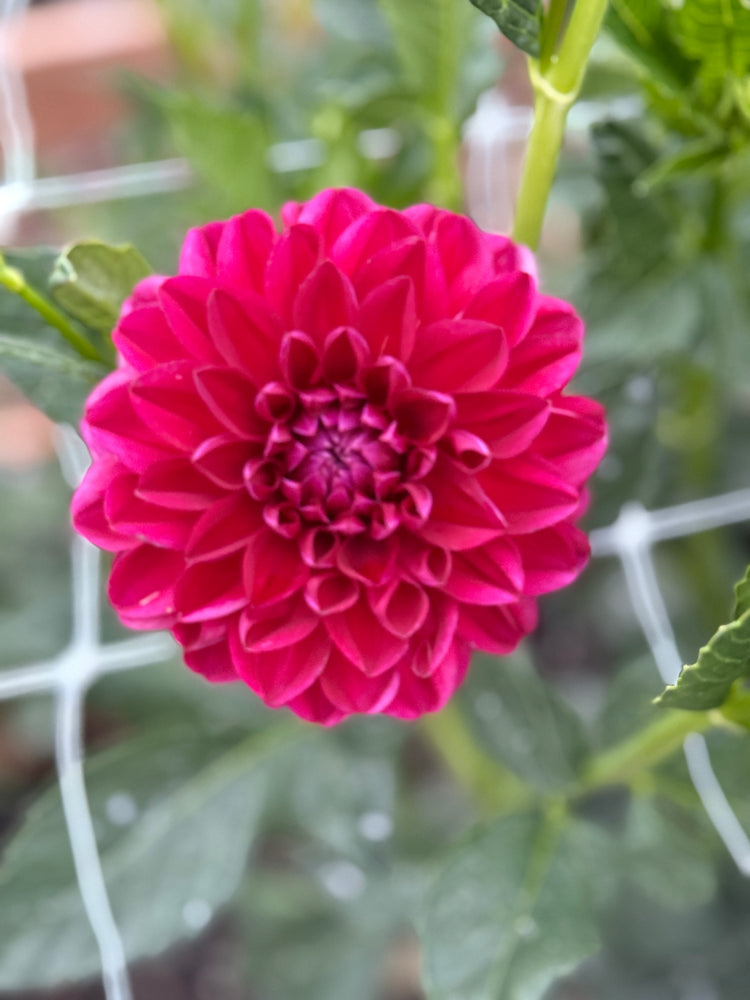 
                  
                    Javier G - Tuber POT TUBER
                  
                