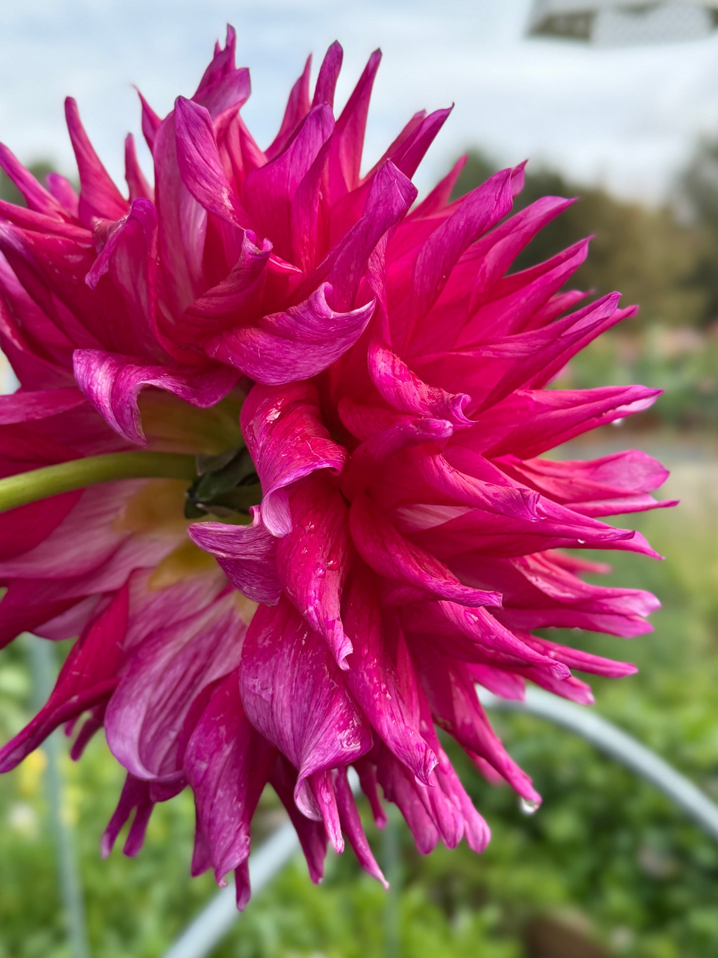 
                  
                    CARMELA STAAS- Rooted Cutting
                  
                