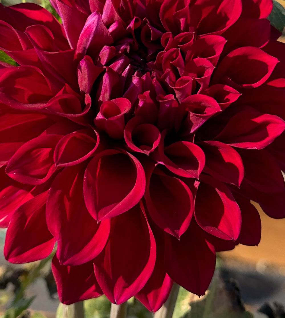 Formby Kaitlin Dahlia - Rooted Cutting