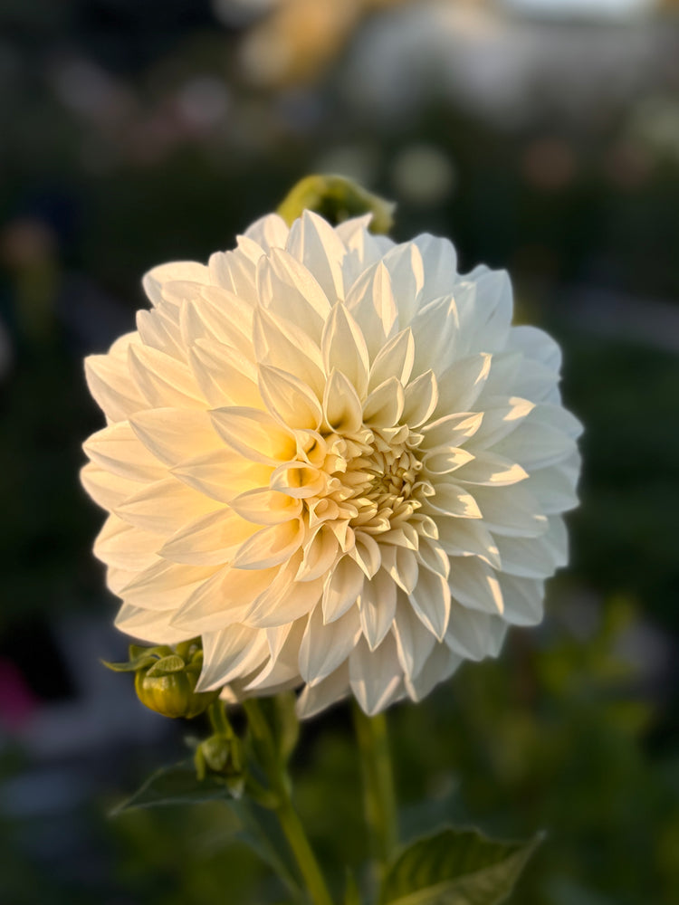 
                  
                    Lulu Island Art Dahlia - Mini Clump
                  
                