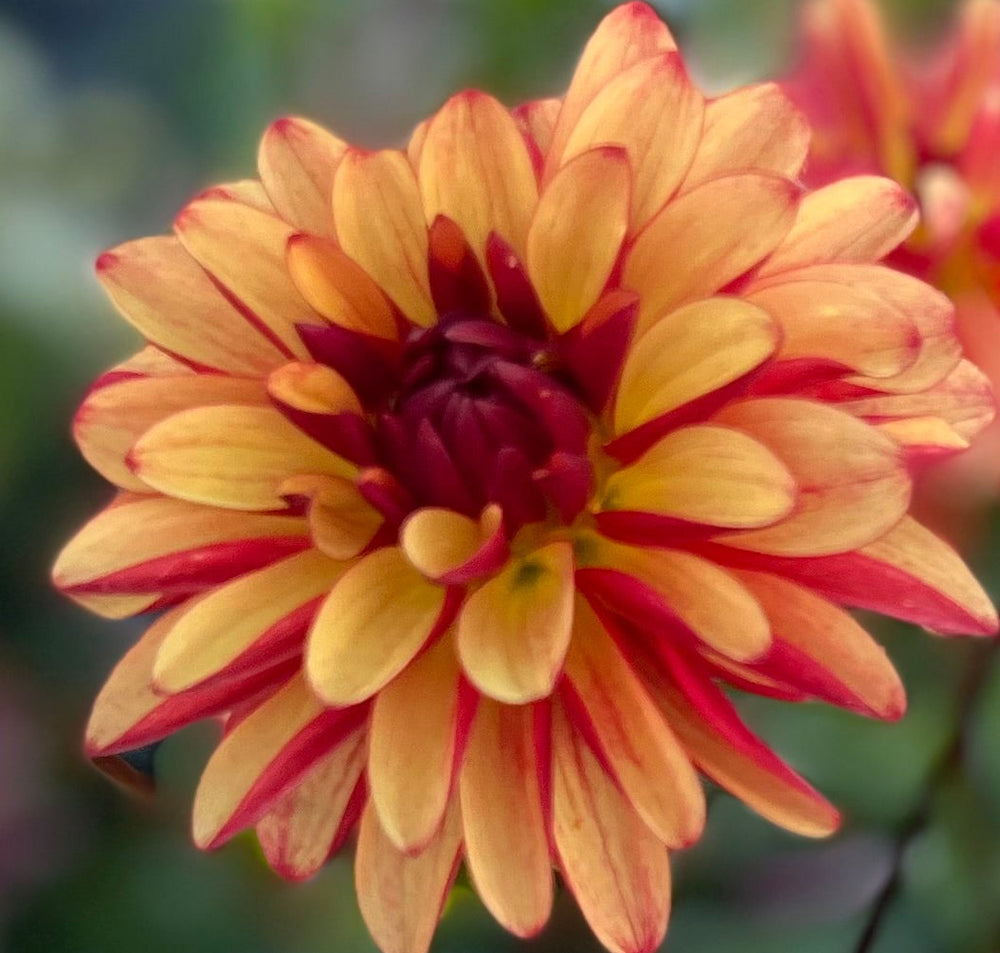 Gitts Crazy Dahlia - POT TUBER