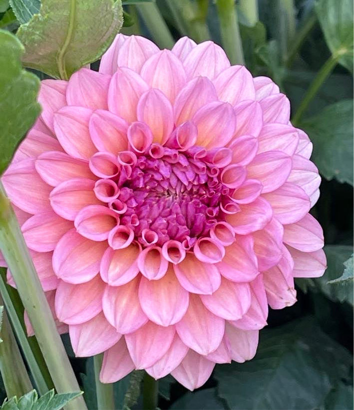 Lee's Greer Dahlia - Rooted Cutting