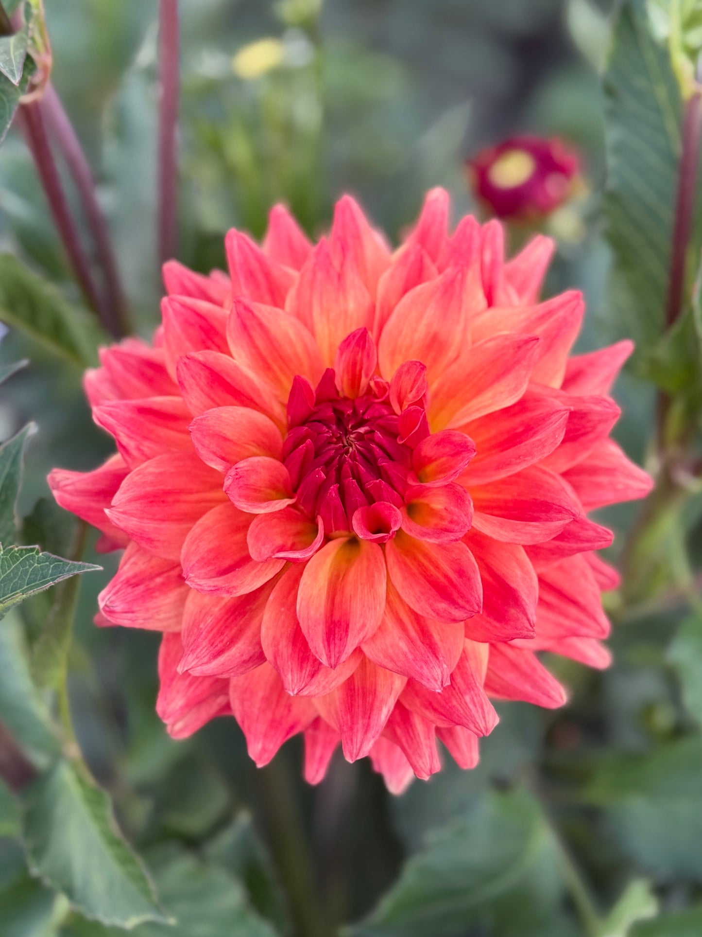 
                  
                    Bloomquist Autumn - Rooted Cutting
                  
                