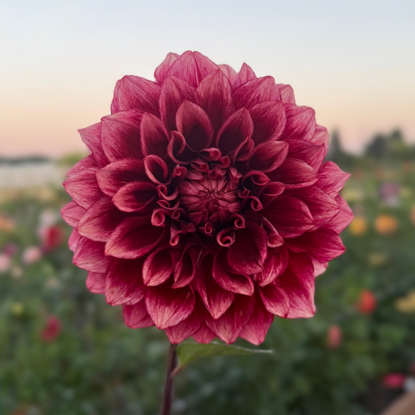 
                  
                    Bloomquist York - Rooted Cutting
                  
                