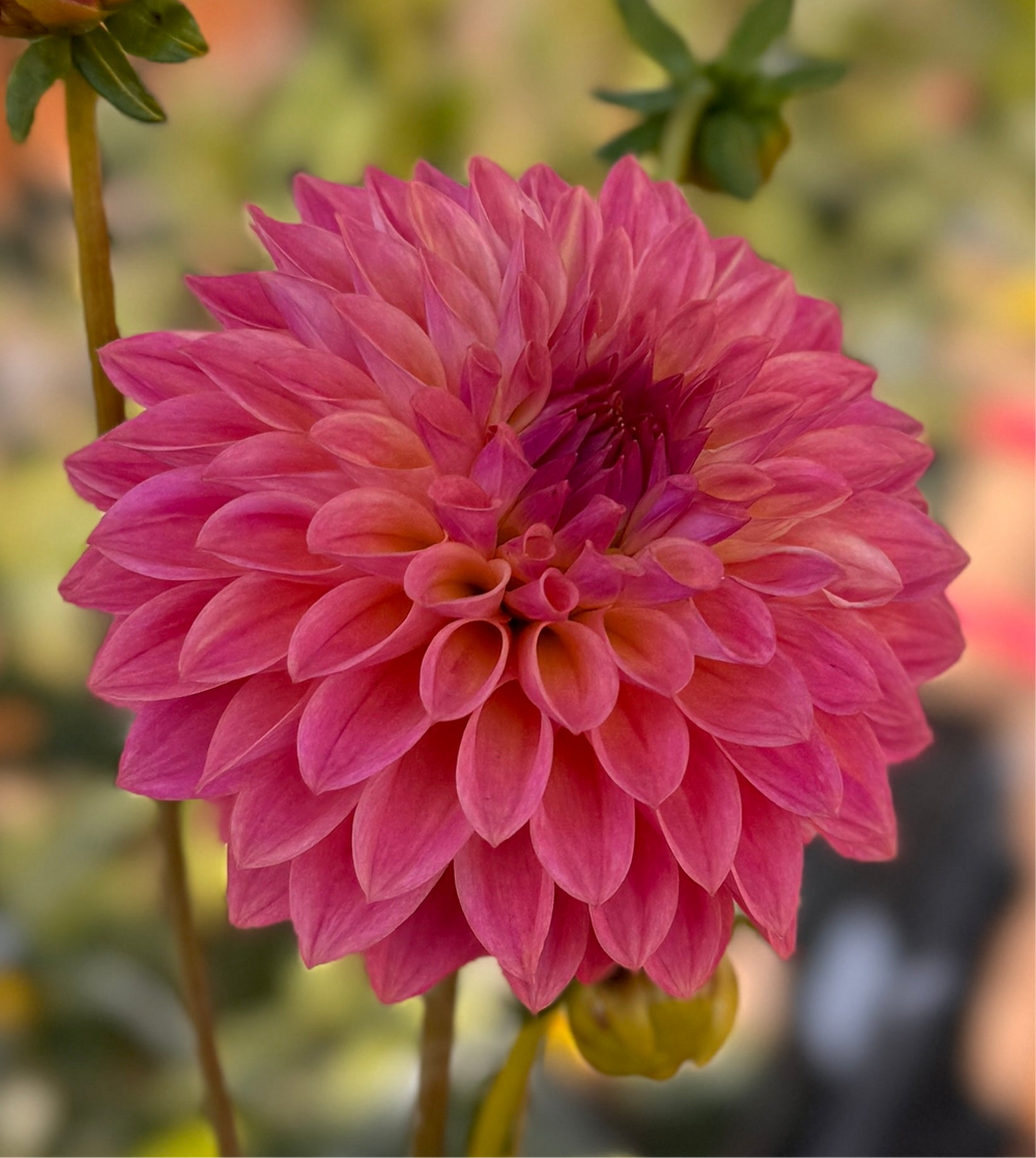 Ryecroft Pride Dahlia - Rooted Cutting