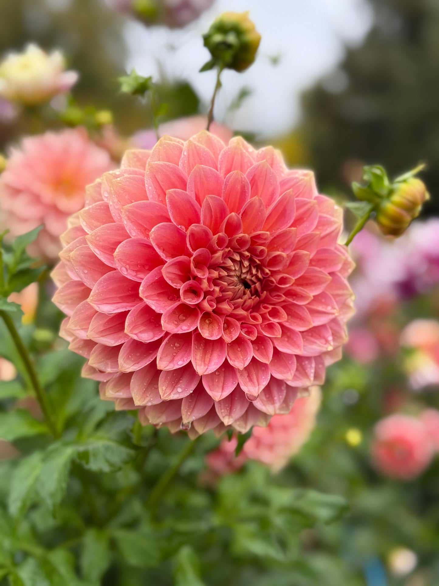 
                  
                    Lakeview Lady - Rooted Cutting
                  
                