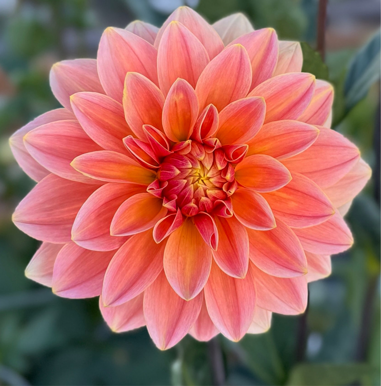 
                  
                    Apricot Desire Dahlia - Rooted Cutting
                  
                