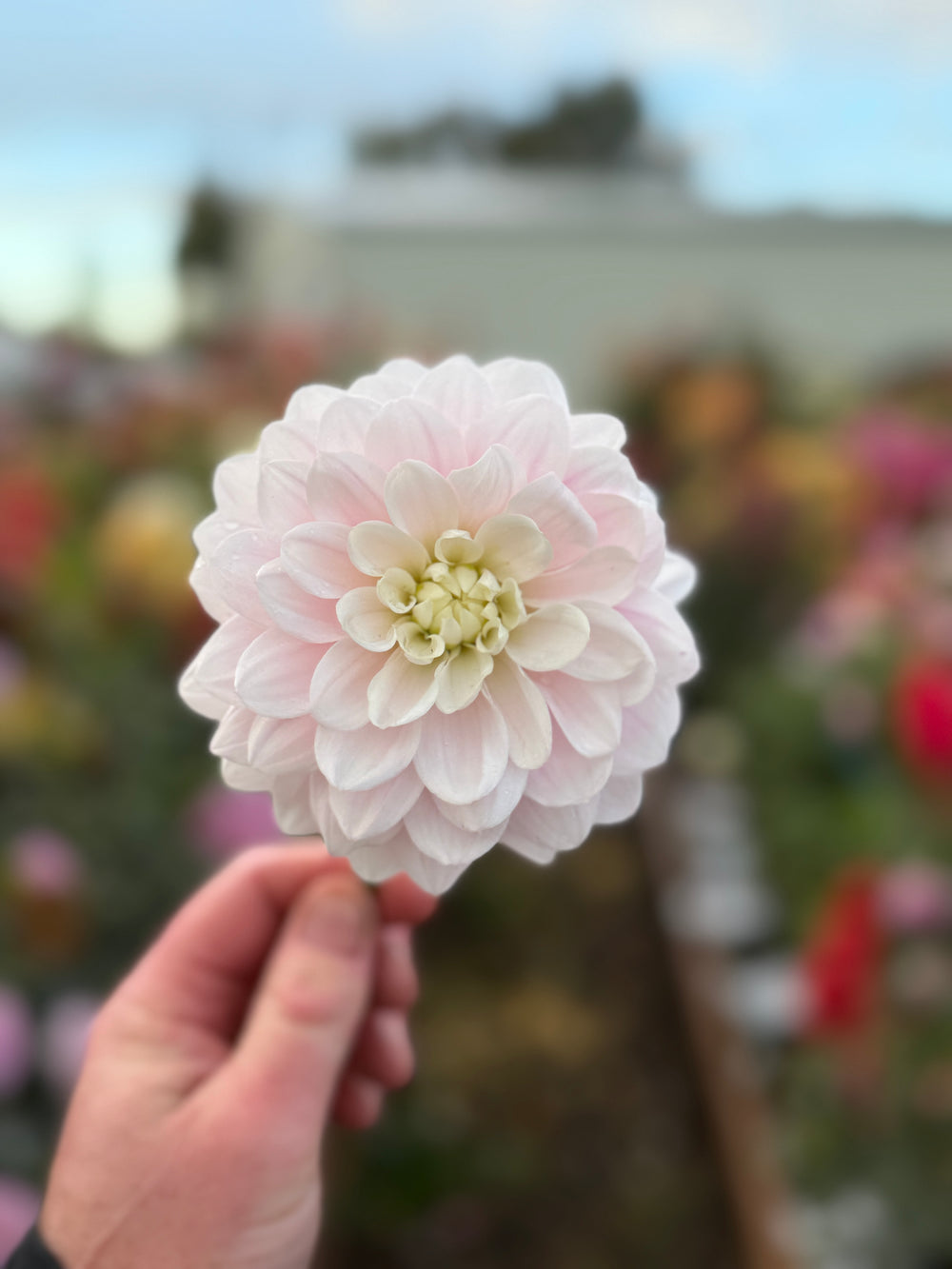 Silver Years - POT TUBER