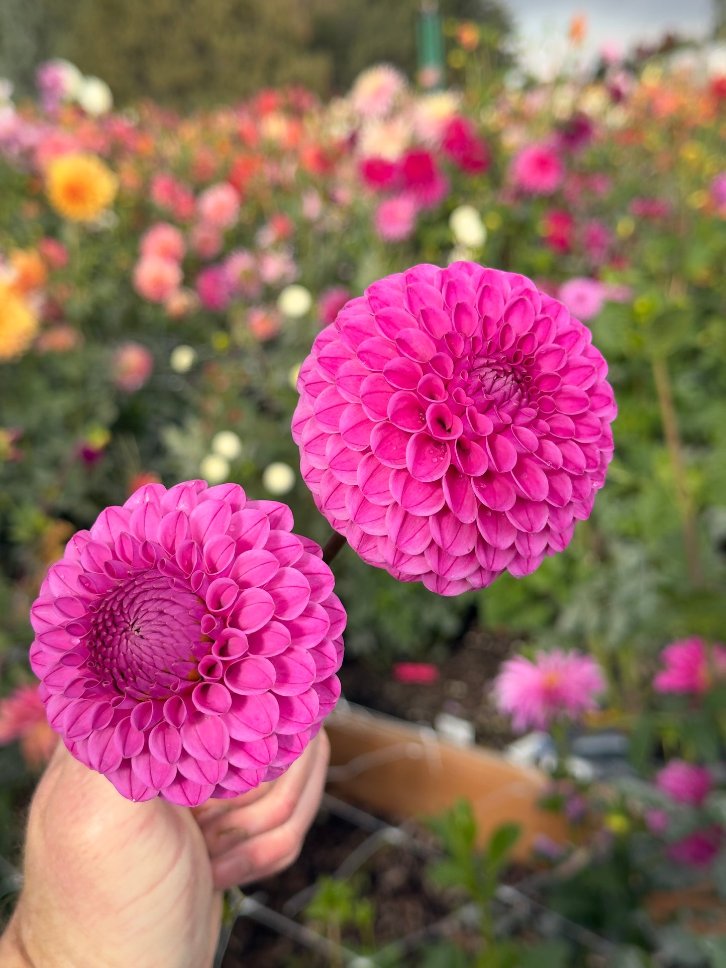 
                  
                    Luvae - Rooted Cutting
                  
                