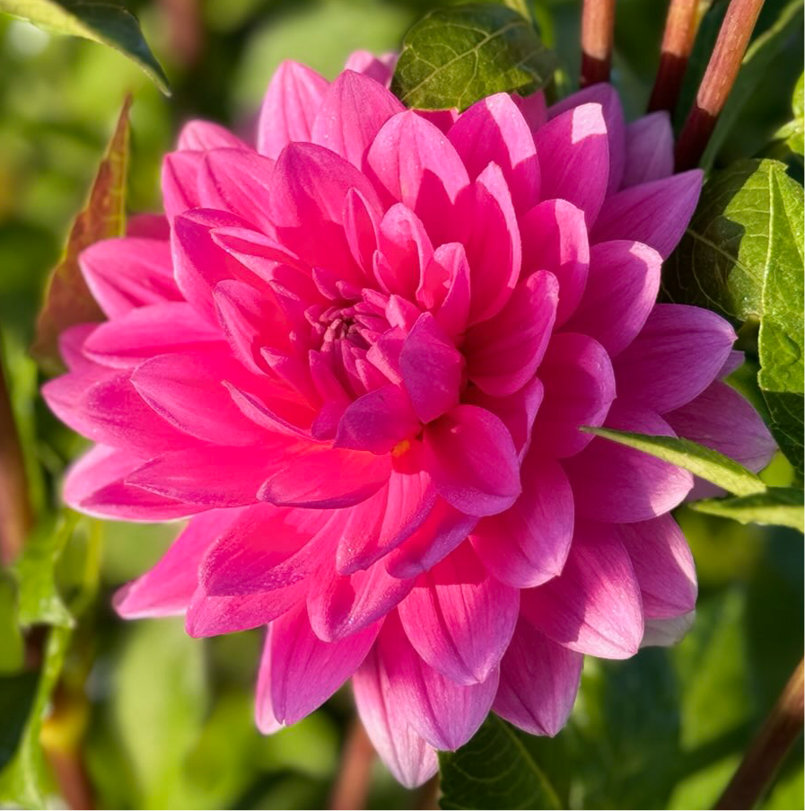 Hollyhill Sweet 16 Dahlia - Rooted Cutting