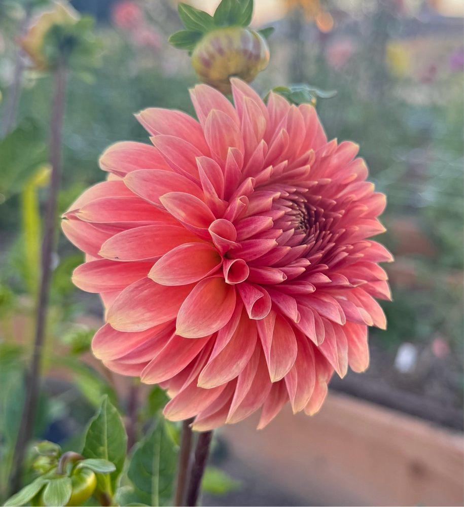 
                  
                    Clearview Pataha Dahlia - Rooted Cutting
                  
                