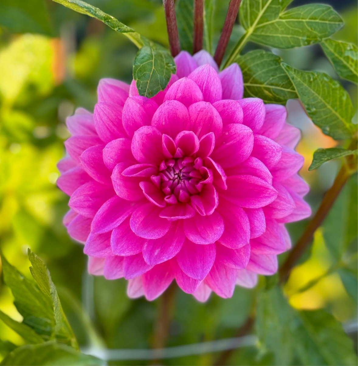 
                  
                    Hollyhill Sweet 16 Dahlia - Rooted Cutting
                  
                