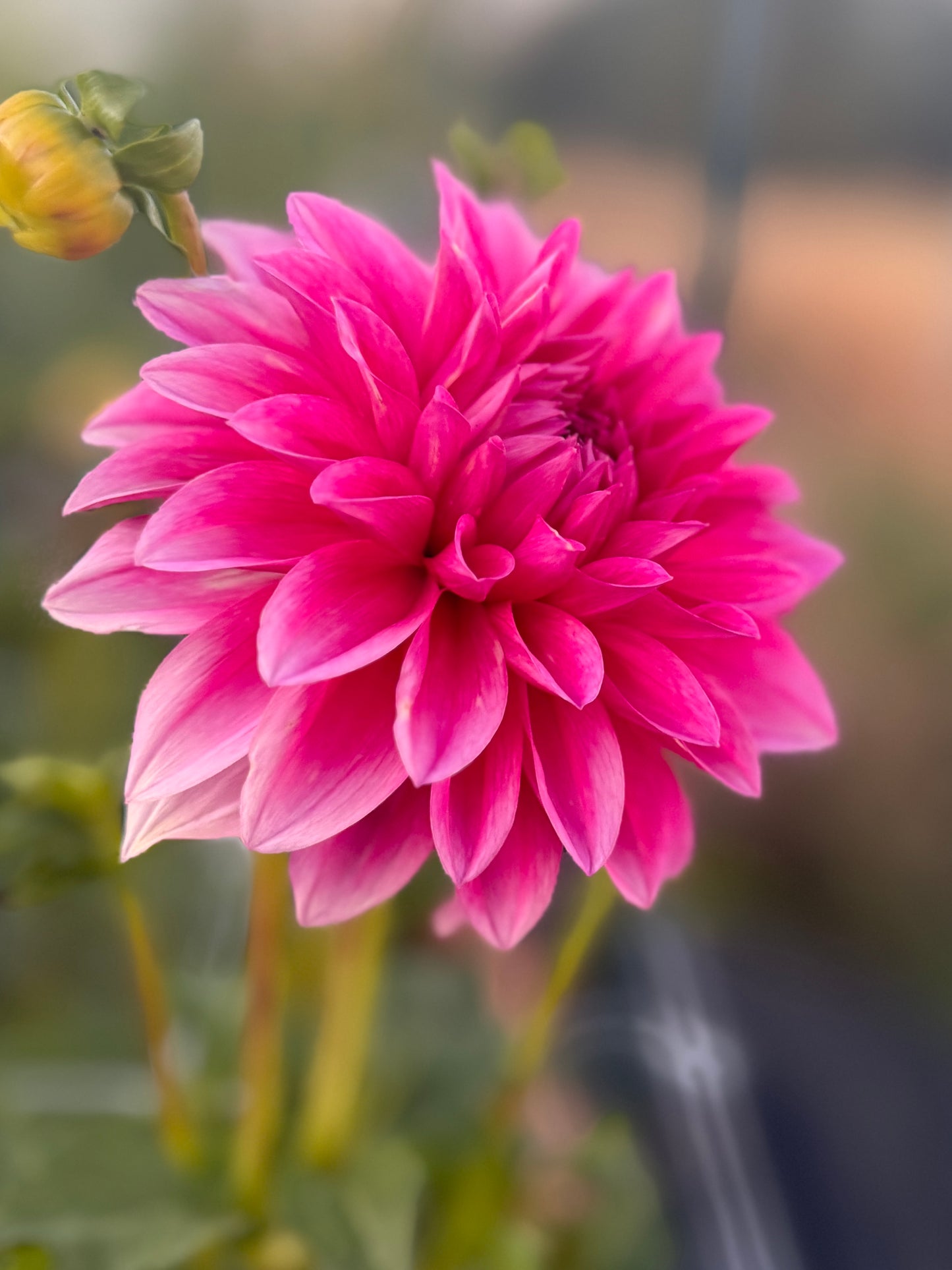 
                  
                    Bargaly Blush - Tuber
                  
                