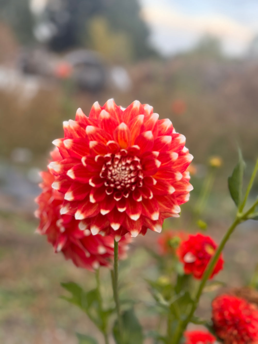 Myrtle's Brandy Dahlia - POT TUBER