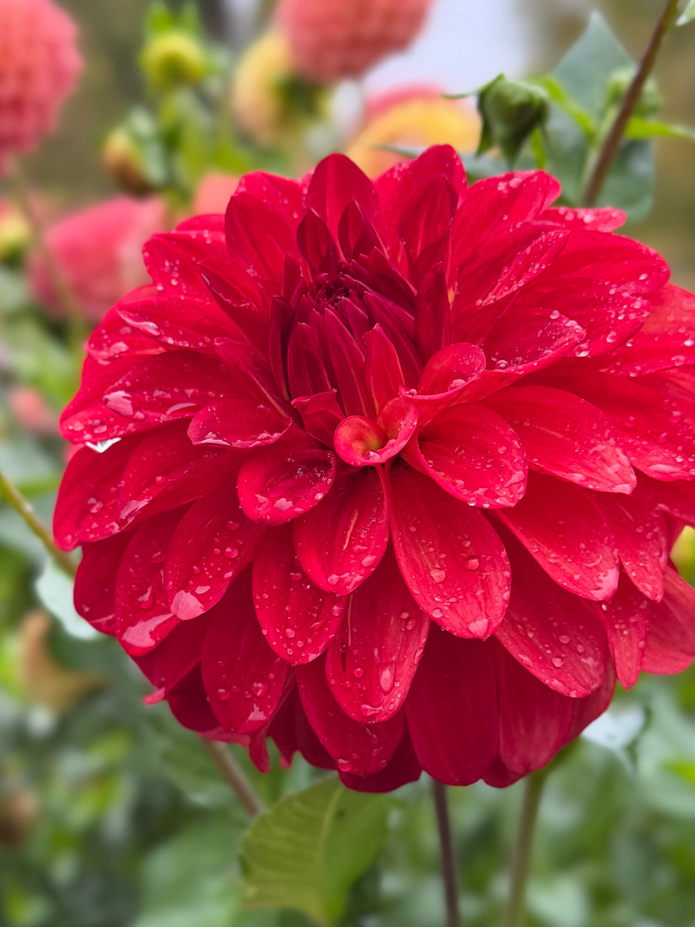 Salsa Picante - POT TUBER