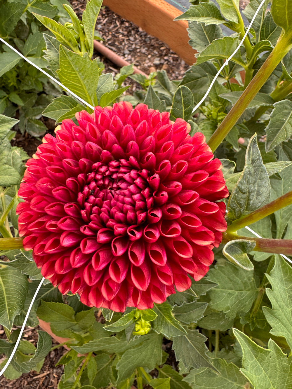 Copper Boy Dahlia - Rooted Cutting