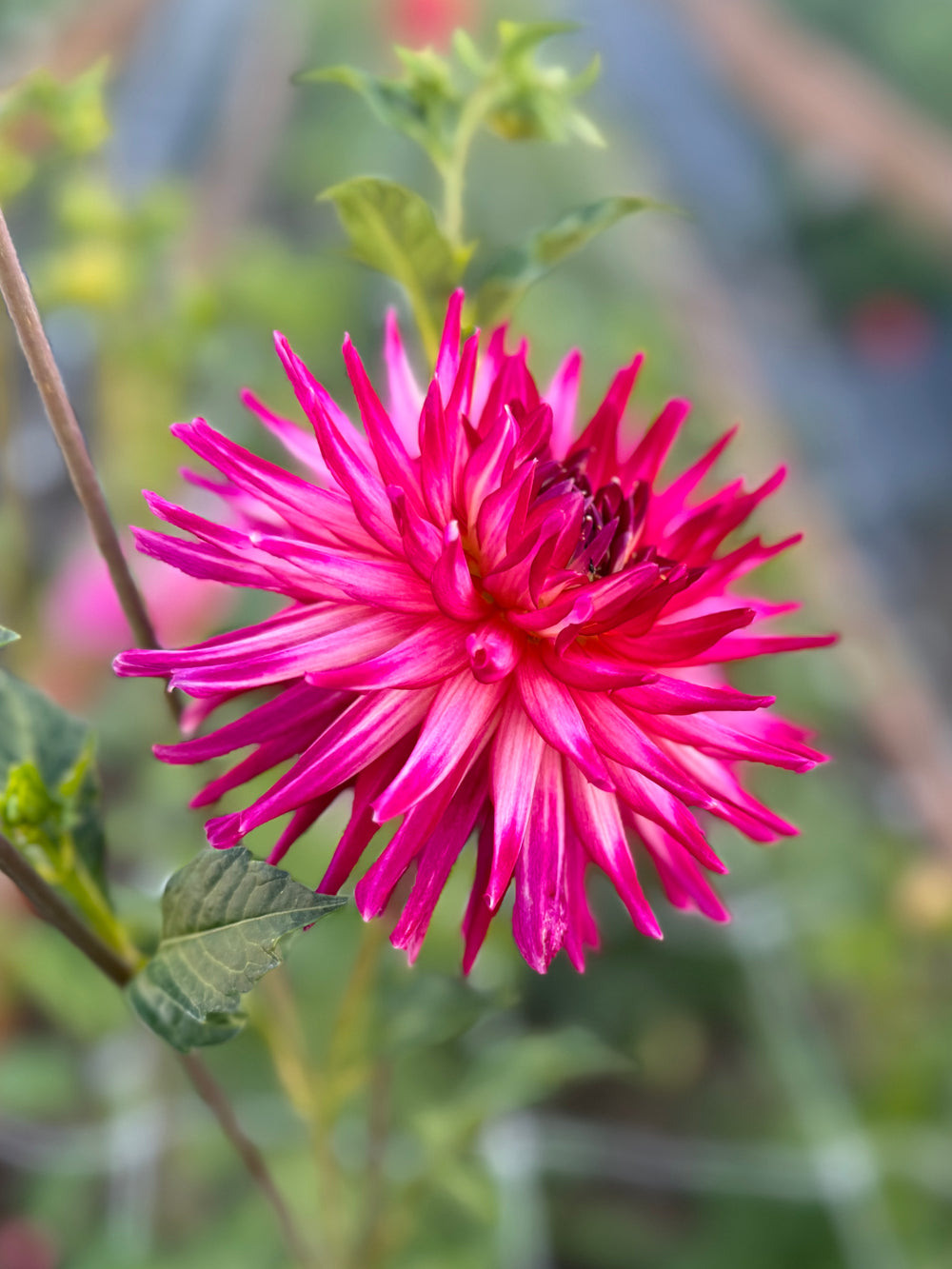 Hollyhill Starburst Dahlia - POT TUBER