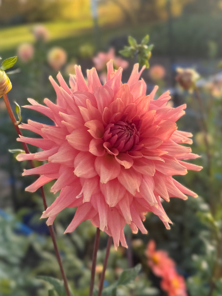 
                  
                    Terracotta - POT TUBER
                  
                