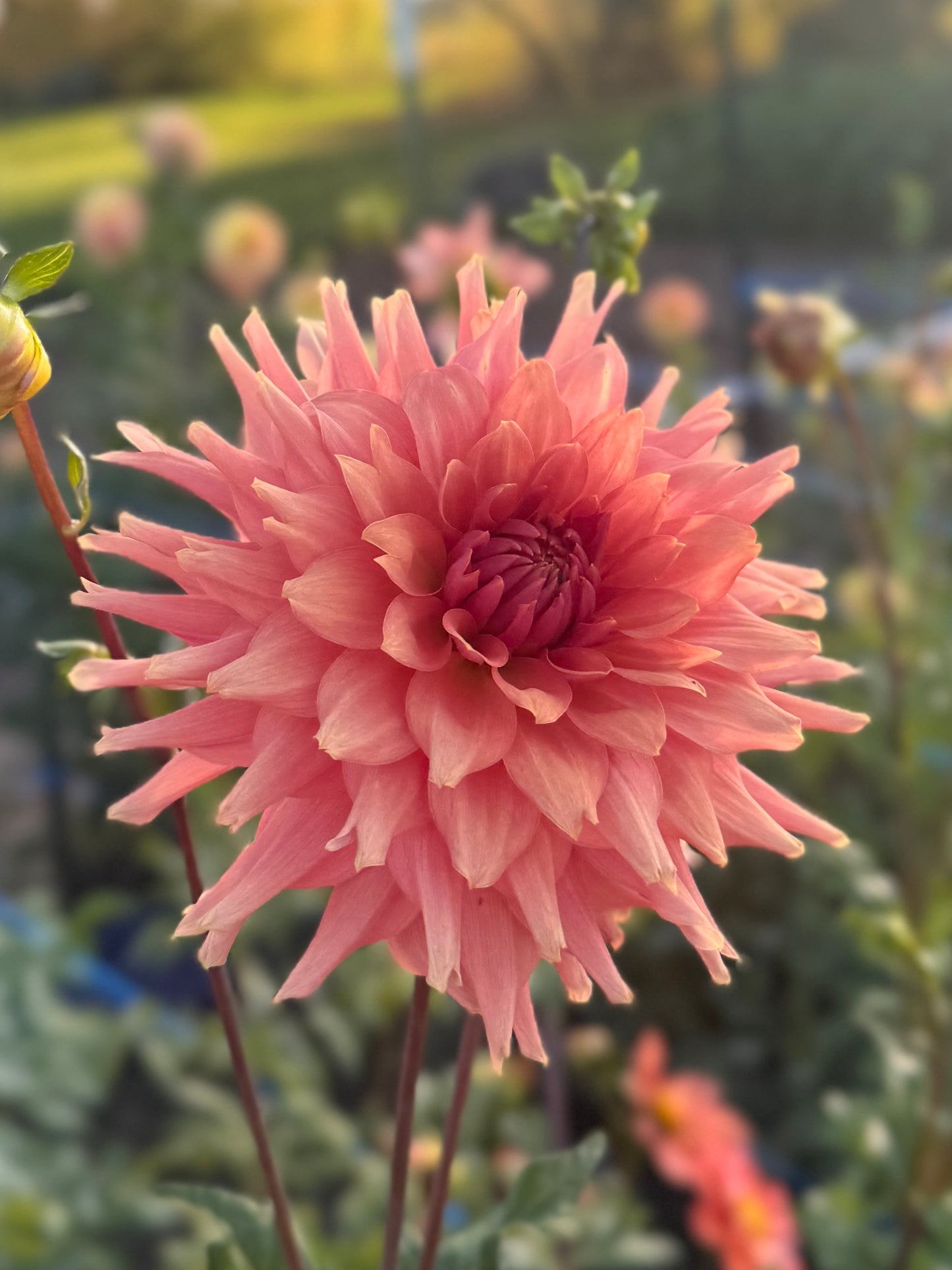 
                  
                    Terracotta - POT TUBER
                  
                