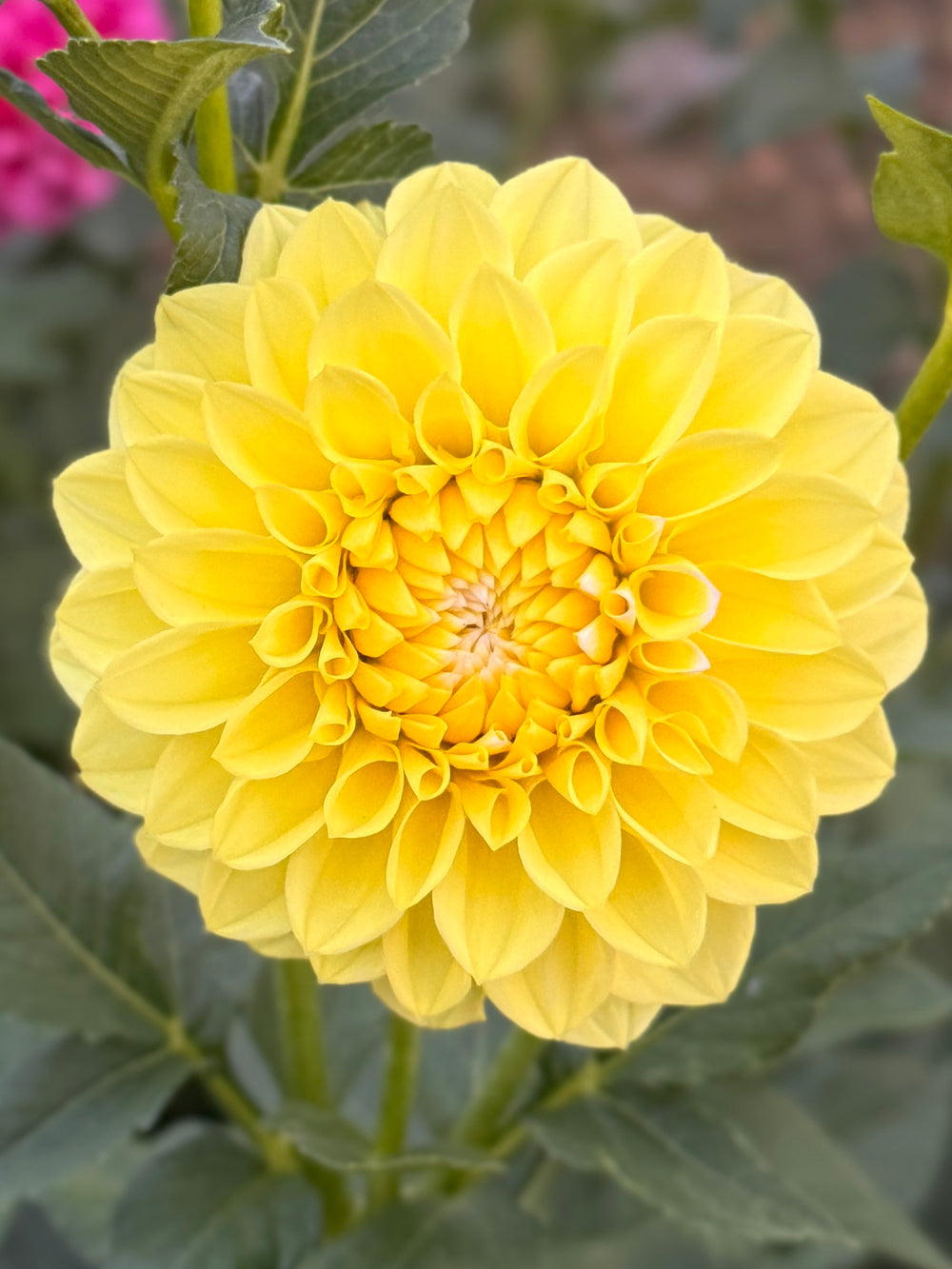 Korb Yellow Hy-Light Dahlia - POT TUBER