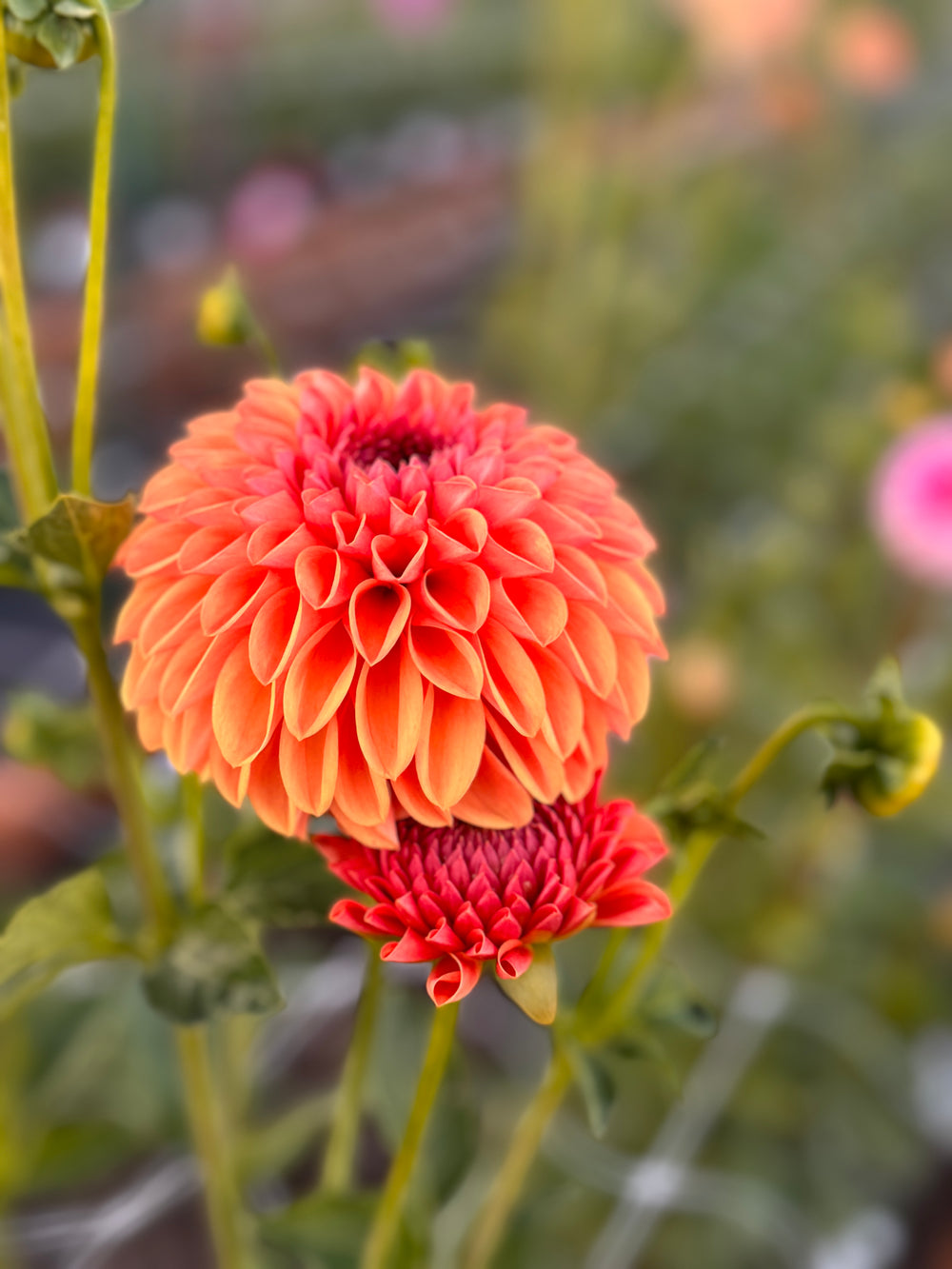 Chimacum Sam Dahlia - Rooted Cutting