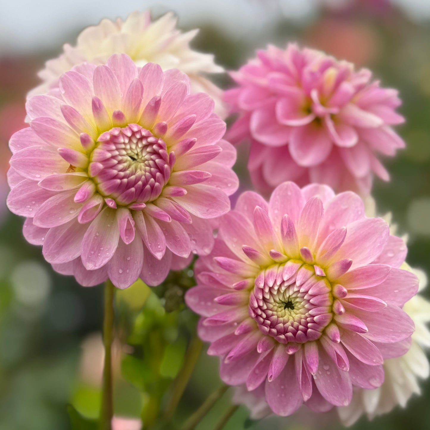 
                  
                    Tahoma Little One - Rooted Cutting
                  
                