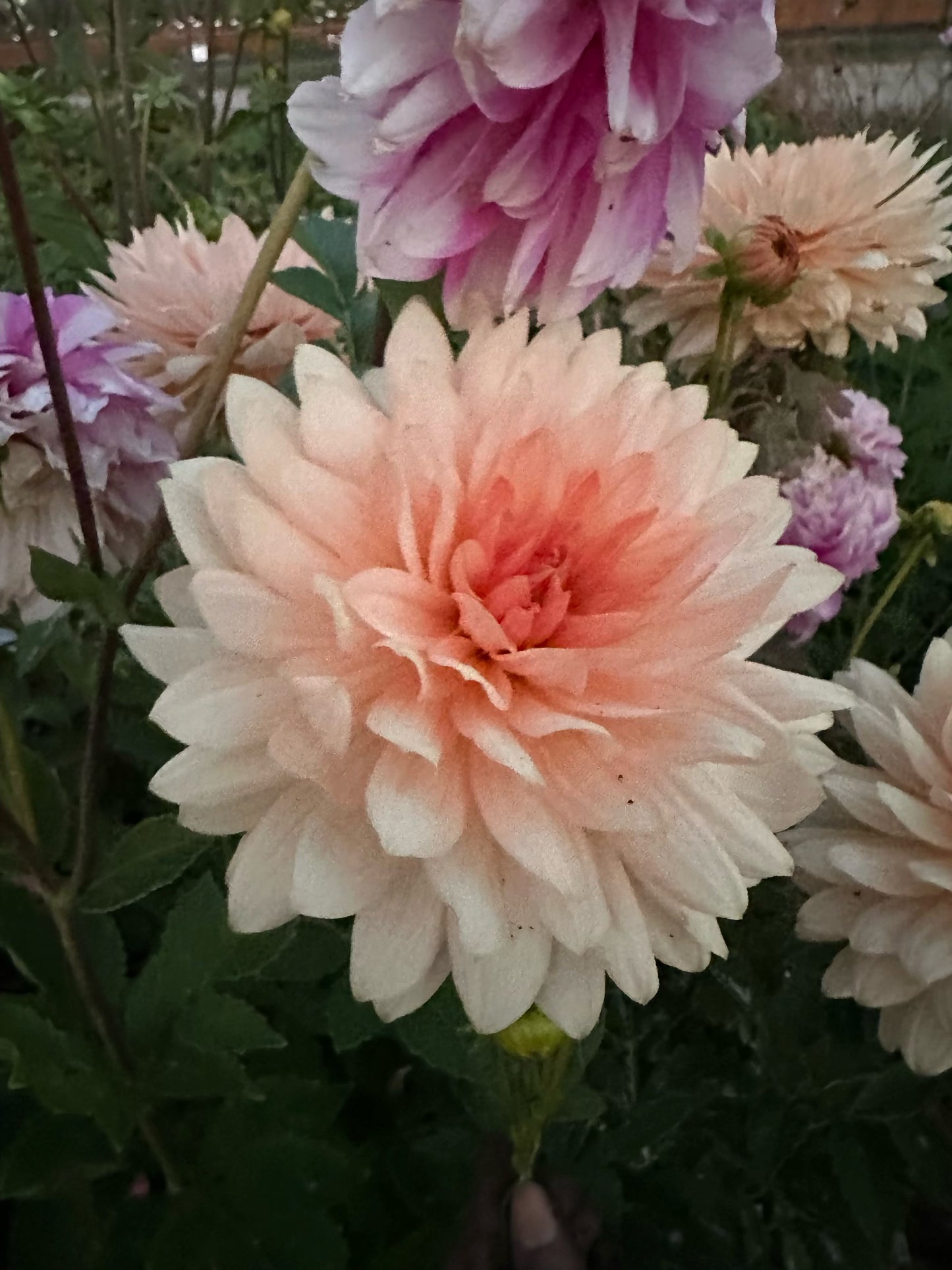 
                  
                    Camano Cloud Dahlia - Rooted Cutting
                  
                