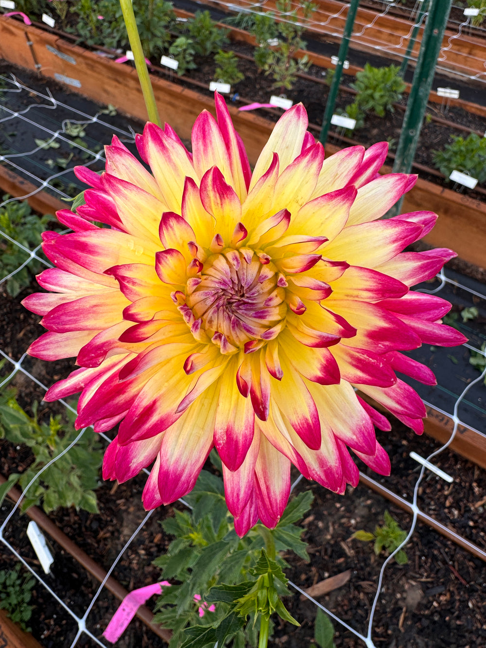 Mak's Kaleidoscope Dahlia - Rooted Cutting