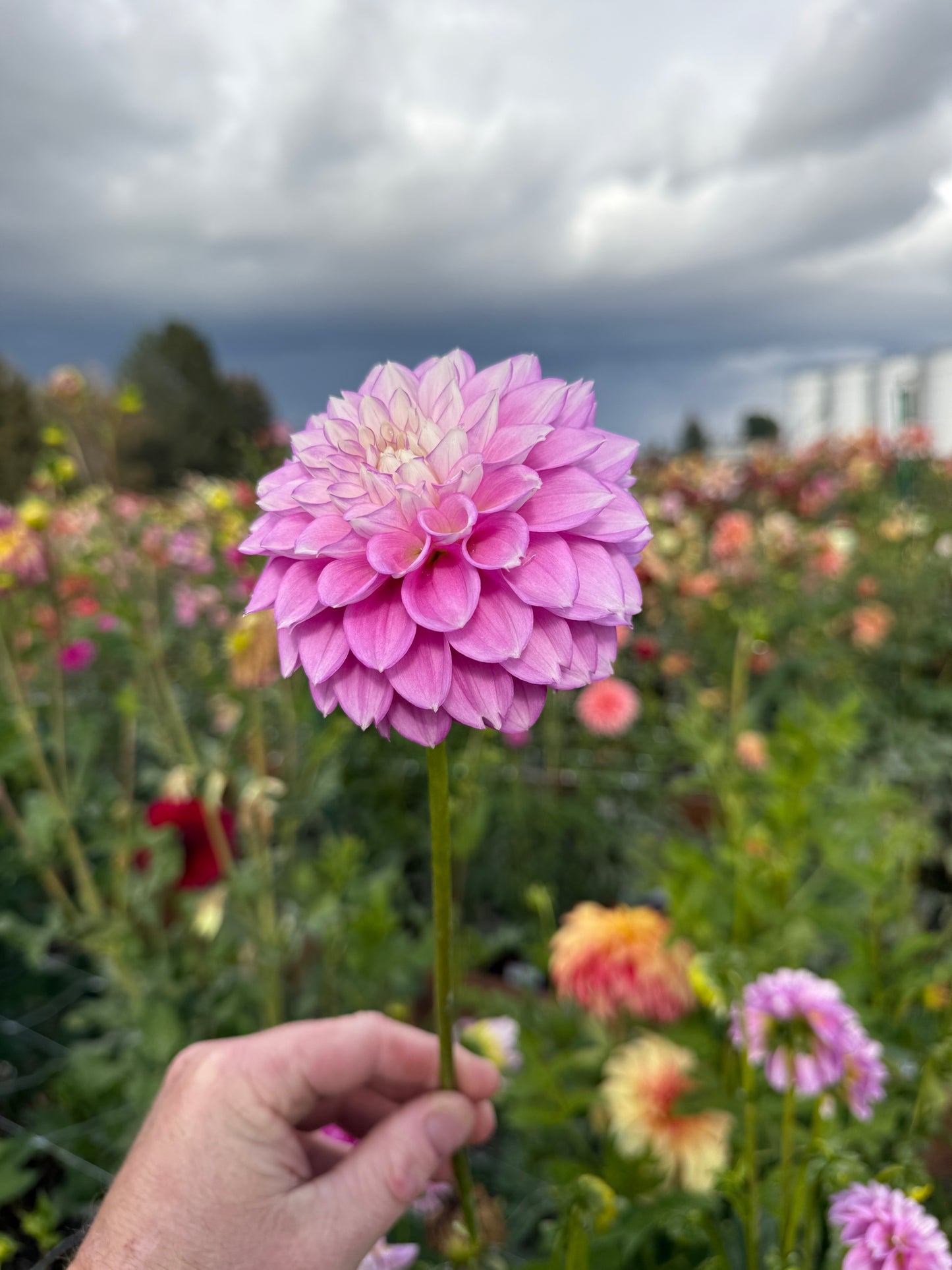 
                  
                    WB's Lavender Ice - Tuber
                  
                