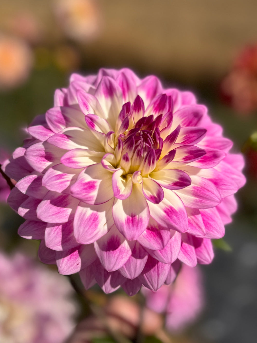 April Dawn Dahlia - POT TUBER