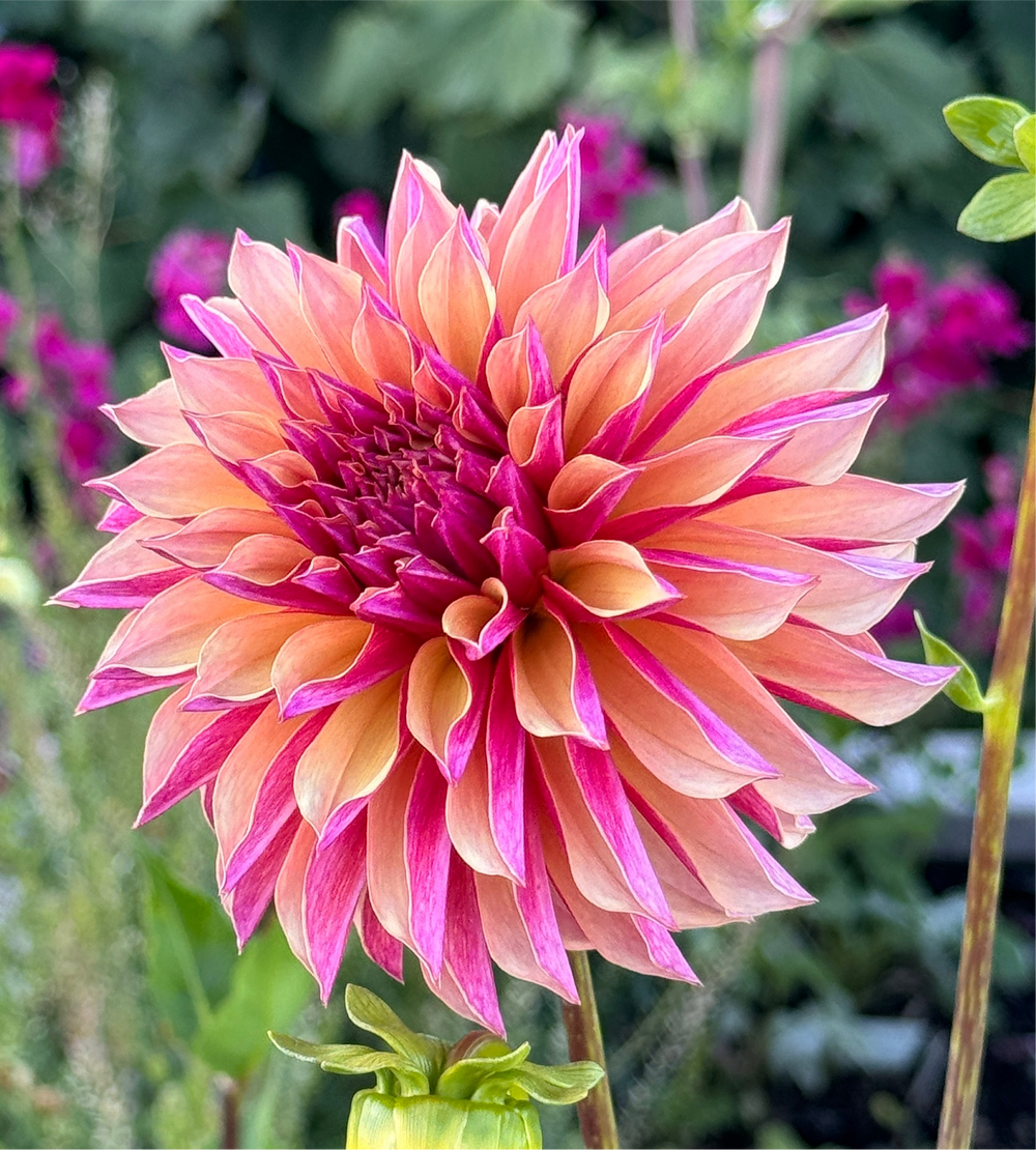 River's Elizabeth Dahlia - Rooted Cutting