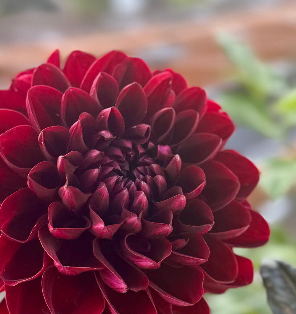 Manoa Dahlia - Rooted Cutting