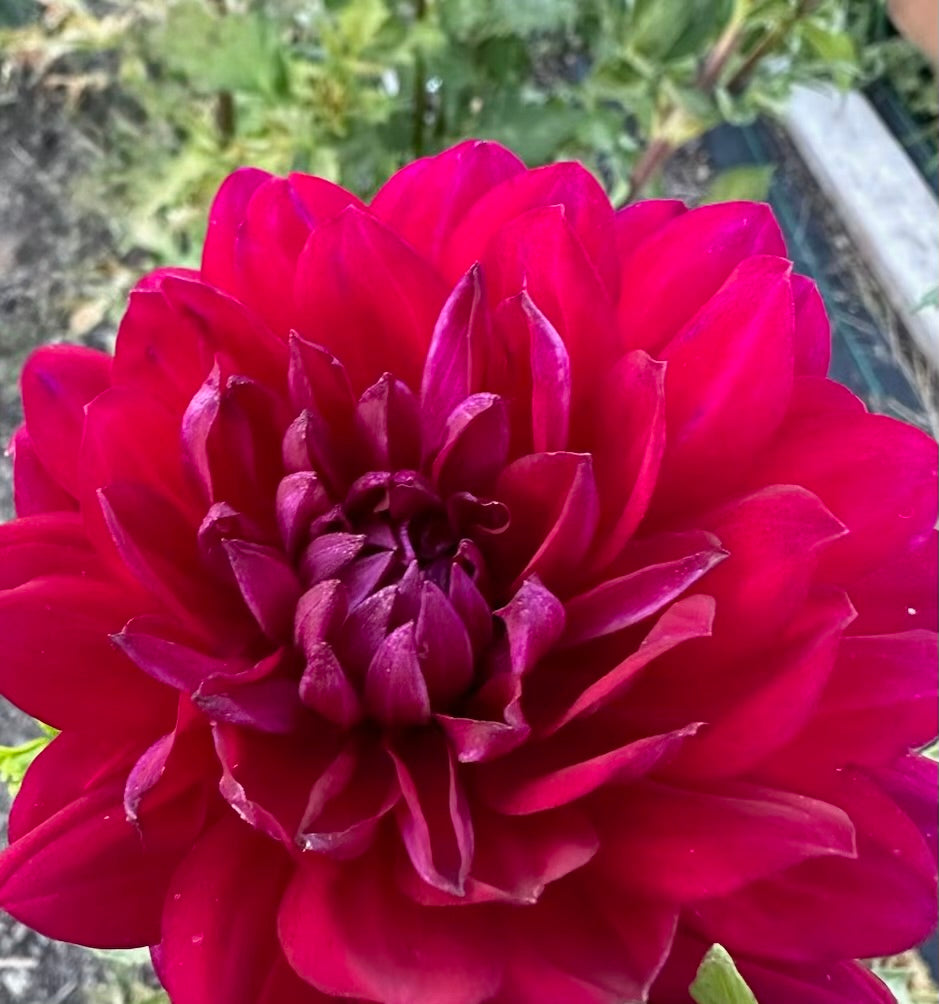 Sandia Claire Dahlia - Rooted Cutting