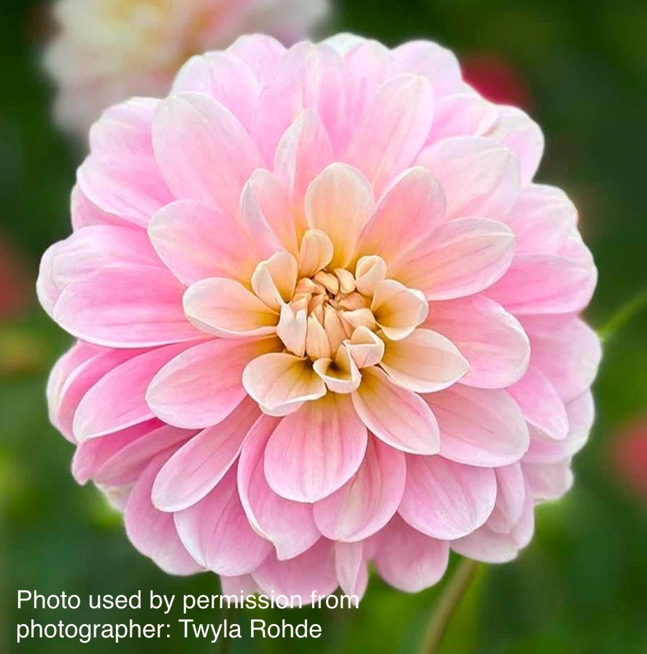 Bracken Ballerina Dahlia - Rooted Cutting