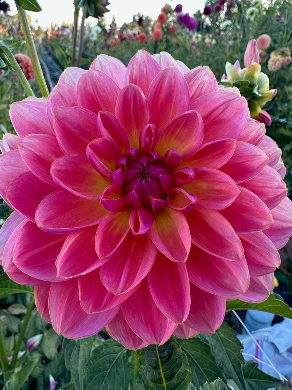 Carolyn Wagner Dahlia - Rooted Cutting