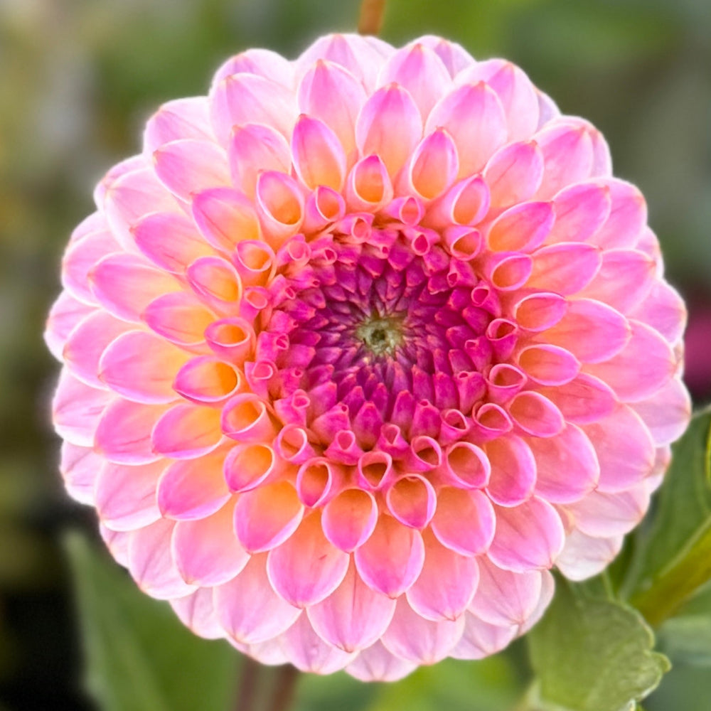 Hapet Pearl Dahlia - Rooted Cutting