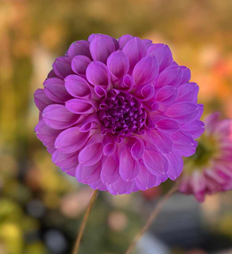 20th Ave Pure Prince Dahlia - Rooted Cutting