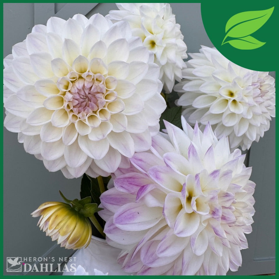 
                  
                    Arbatax Dahlia - Rooted Cutting
                  
                