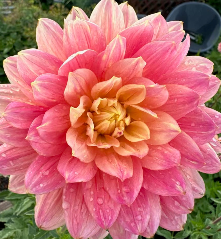 Hollyhill Monet - Rooted Cutting – Heron's Nest Dahlias