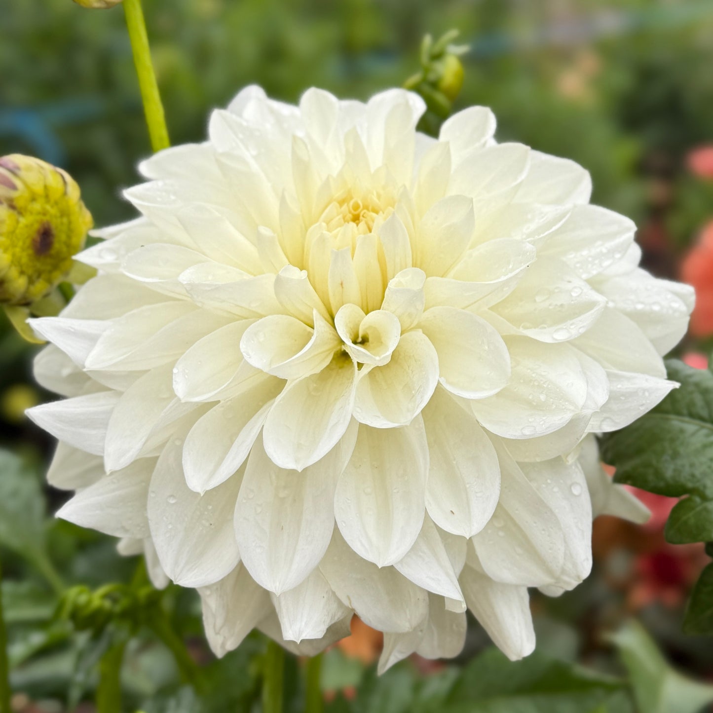 
                  
                    Hollyhill Wedding Day - Rooted Cutting
                  
                