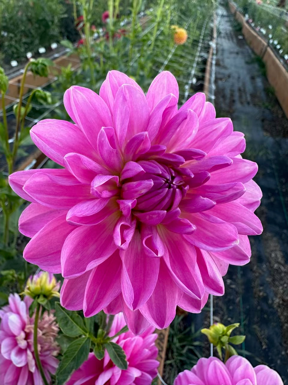 Carmen Bunky Dahlia - Rooted Cutting